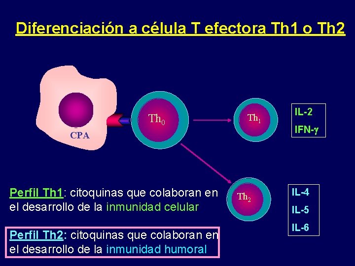 Diferenciación a célula T efectora Th 1 o Th 2 Th 0 Th 1