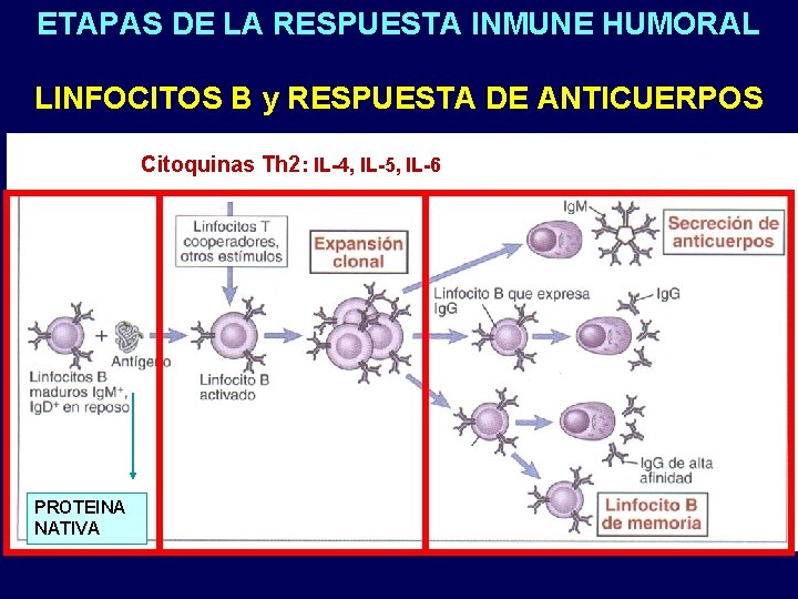 ETAPAS DE LA RESPUESTA INMUNE HUMORAL LINFOCITOS B y RESPUESTA DE ANTICUERPOS Citoquinas Th