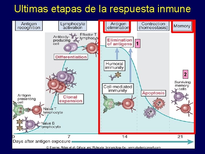 Ultimas etapas de la respuesta inmune 1 2 
