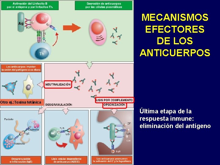 MECANISMOS EFECTORES DE LOS ANTICUERPOS Ag 1 2 Otro ej. : Toxina tetánica 3