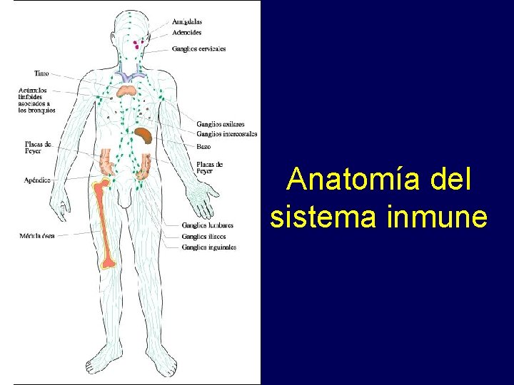 Anatomía del sistema inmune 