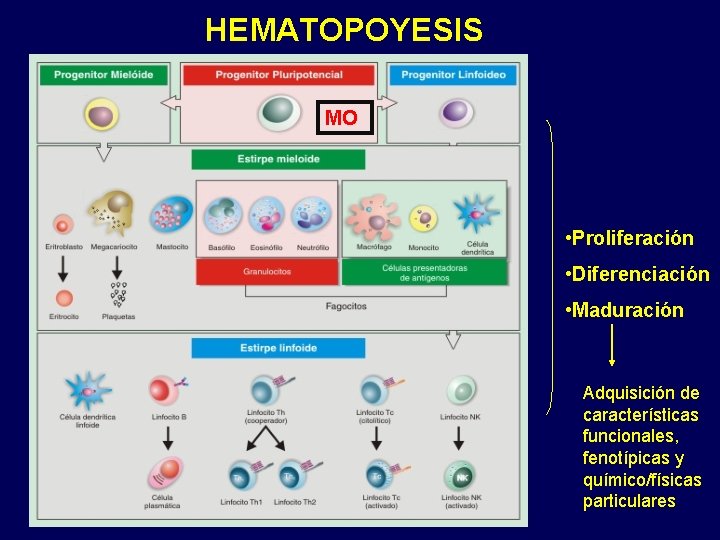 HEMATOPOYESIS MO • Proliferación • Diferenciación • Maduración Adquisición de características funcionales, fenotípicas y