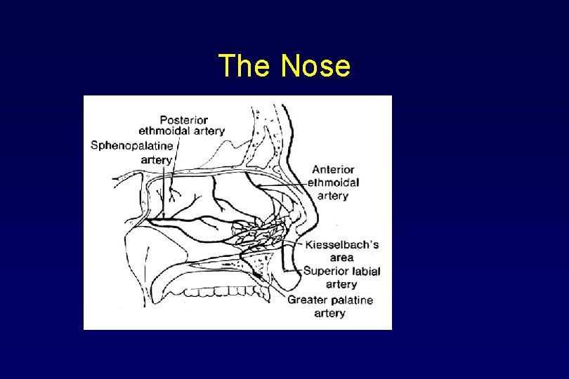 The Nose 