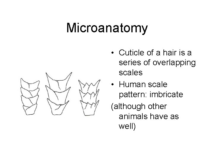 Microanatomy • Cuticle of a hair is a series of overlapping scales • Human