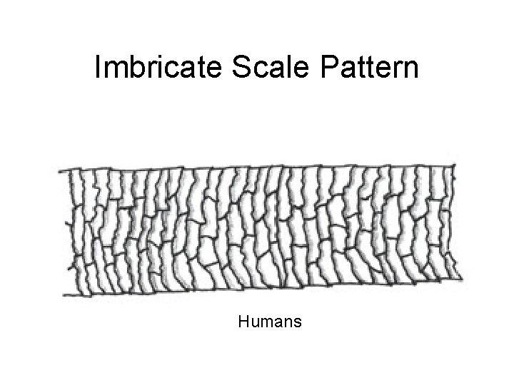 Imbricate Scale Pattern Humans 