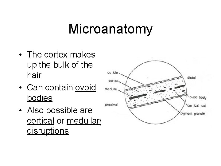Microanatomy • The cortex makes up the bulk of the hair • Can contain