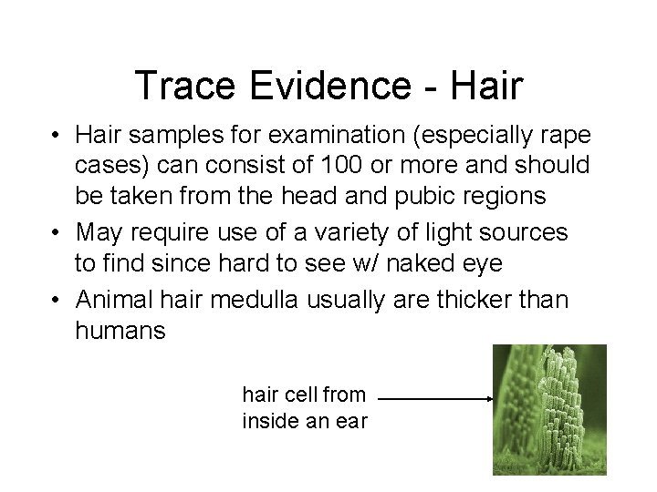 Trace Evidence - Hair • Hair samples for examination (especially rape cases) can consist