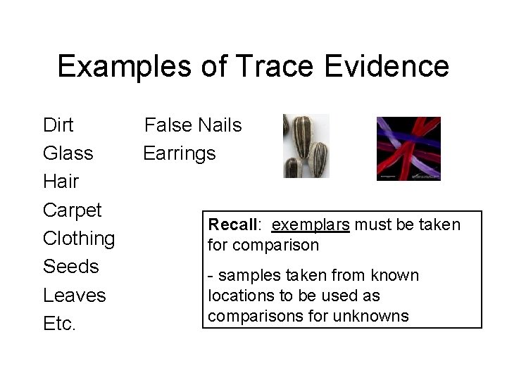 Examples of Trace Evidence Dirt Glass Hair Carpet Clothing Seeds Leaves Etc. False Nails