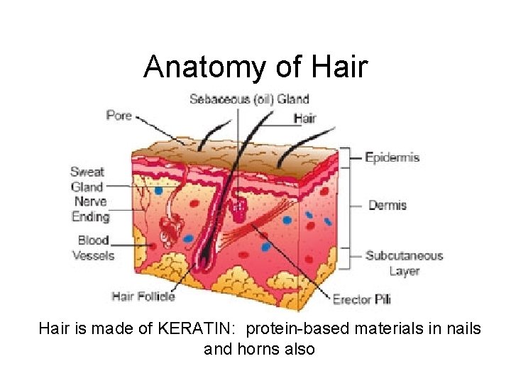 Anatomy of Hair is made of KERATIN: protein-based materials in nails and horns also