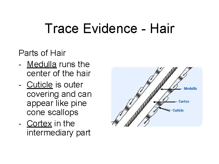 Trace Evidence - Hair Parts of Hair - Medulla runs the center of the