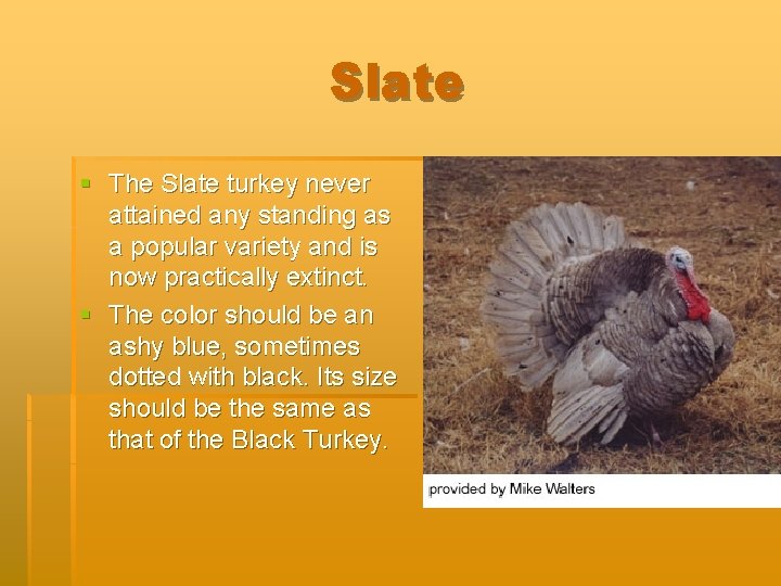 Slate § The Slate turkey never attained any standing as a popular variety and