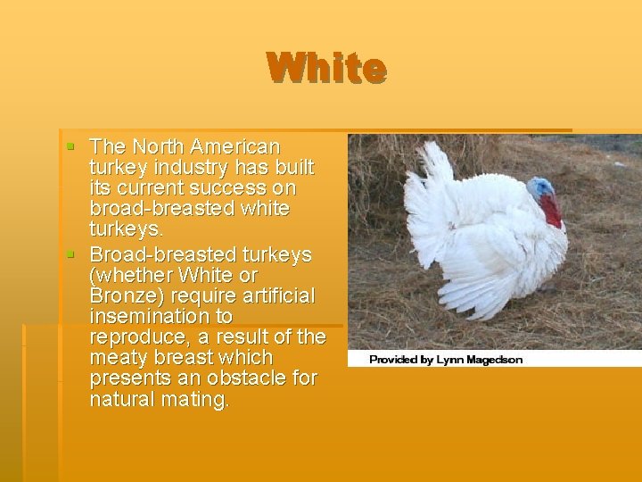 White § The North American turkey industry has built its current success on broad-breasted
