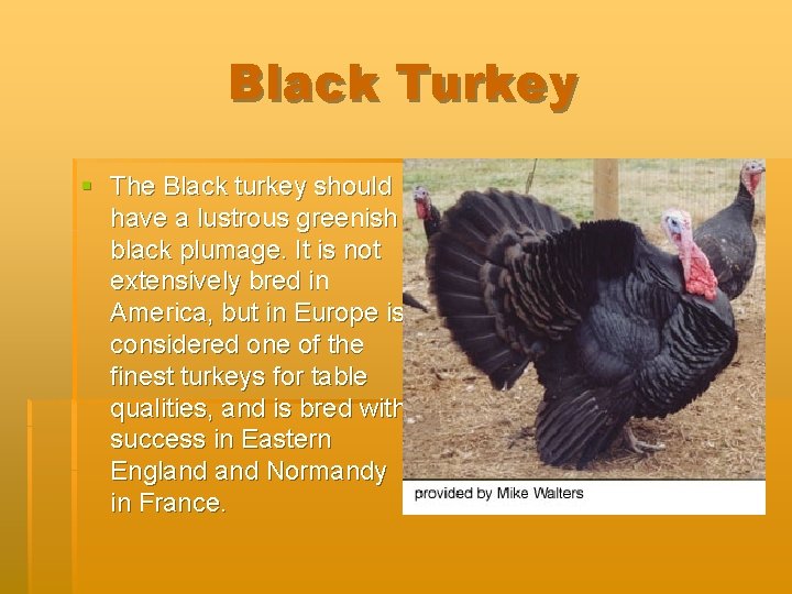 Black Turkey § The Black turkey should have a lustrous greenish black plumage. It