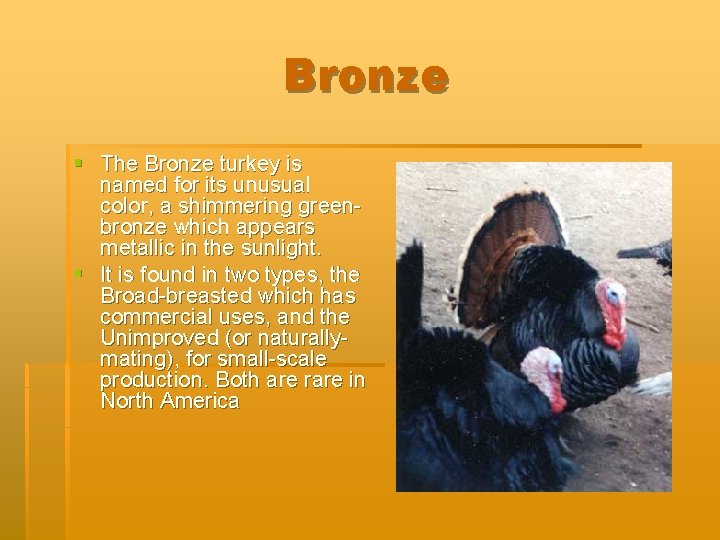 Bronze § The Bronze turkey is named for its unusual color, a shimmering greenbronze