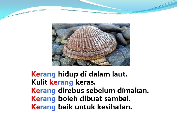 Kerang hidup di dalam laut. Kulit kerang keras. Kerang direbus sebelum dimakan. Kerang boleh