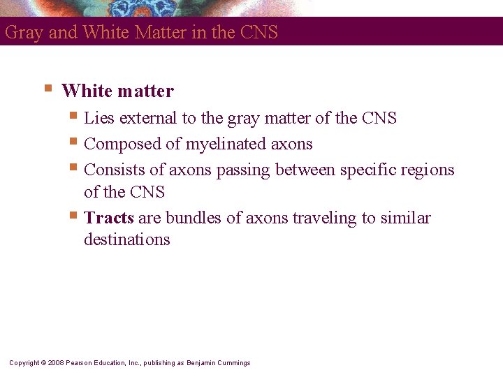 Gray and White Matter in the CNS § White matter § Lies external to