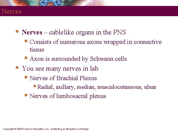 Nerves § Nerves – cablelike organs in the PNS § Consists of numerous axons
