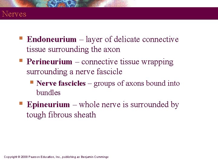 Nerves § § Endoneurium – layer of delicate connective tissue surrounding the axon Perineurium