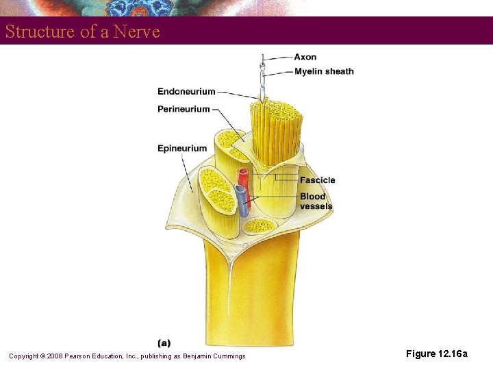 Structure of a Nerve Copyright © 2008 Pearson Education, Inc. , publishing as Benjamin