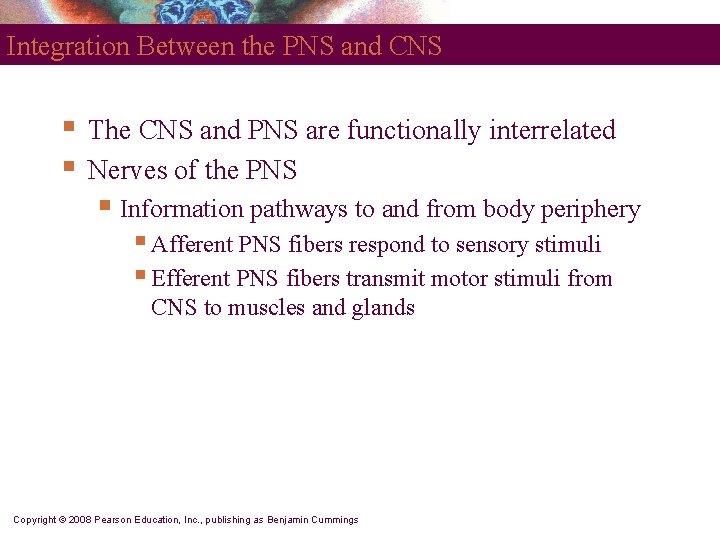 Integration Between the PNS and CNS § § The CNS and PNS are functionally