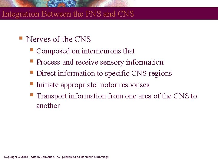 Integration Between the PNS and CNS § Nerves of the CNS § Composed on