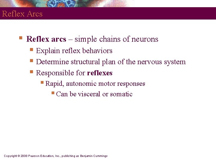 Reflex Arcs § Reflex arcs – simple chains of neurons § Explain reflex behaviors