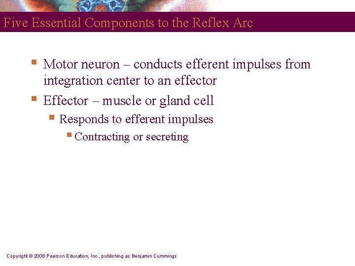 Five Essential Components to the Reflex Arc § § Motor neuron – conducts efferent