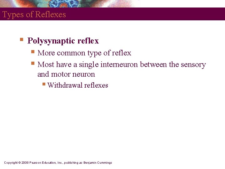 Types of Reflexes § Polysynaptic reflex § More common type of reflex § Most