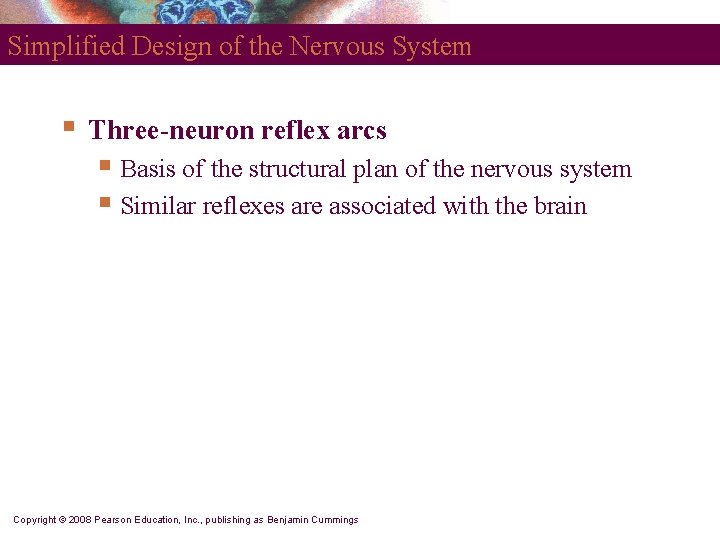 Simplified Design of the Nervous System § Three-neuron reflex arcs § Basis of the