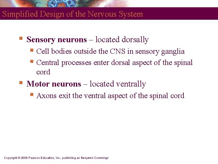 Simplified Design of the Nervous System § Sensory neurons – located dorsally § Cell