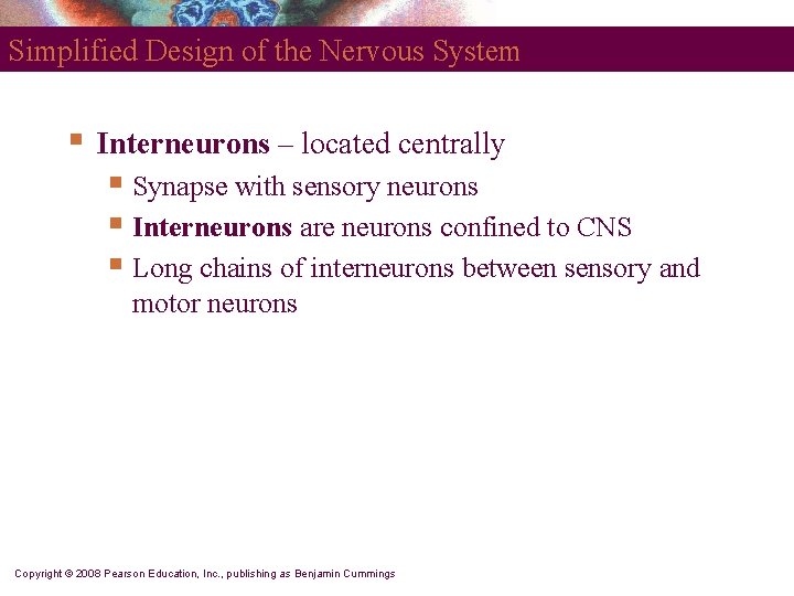 Simplified Design of the Nervous System § Interneurons – located centrally § Synapse with