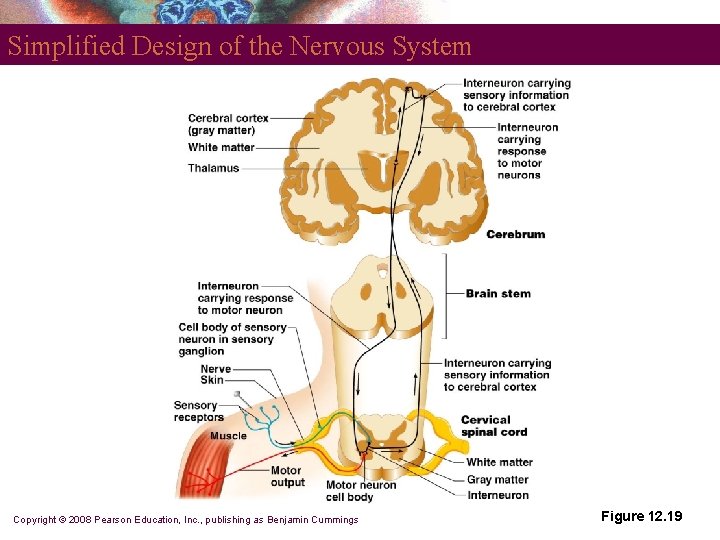 Simplified Design of the Nervous System Copyright © 2008 Pearson Education, Inc. , publishing