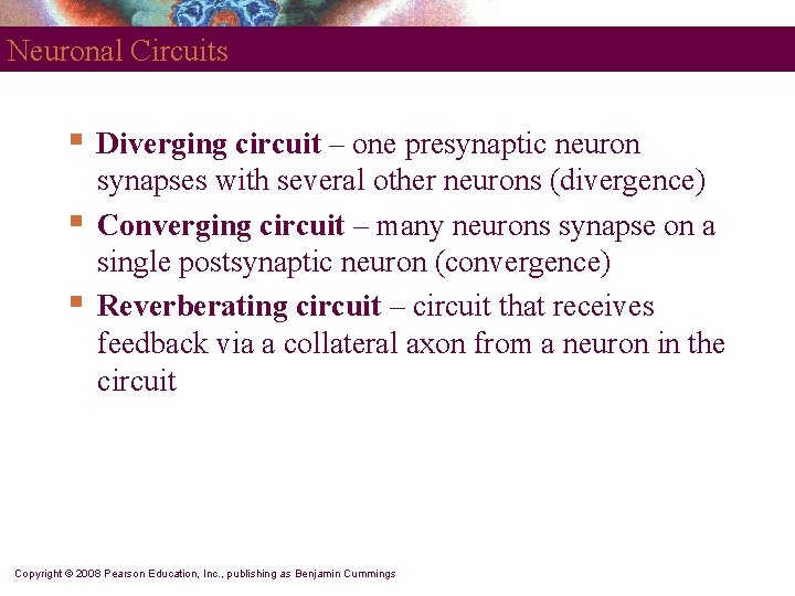 Neuronal Circuits § § § Diverging circuit – one presynaptic neuron synapses with several