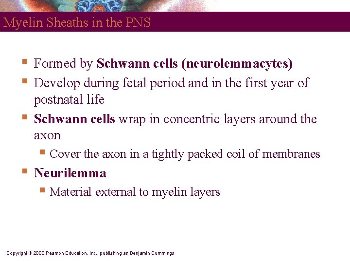 Myelin Sheaths in the PNS § § § Formed by Schwann cells (neurolemmacytes) Develop