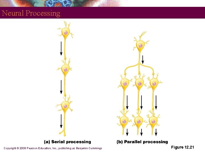 Neural Processing Copyright © 2008 Pearson Education, Inc. , publishing as Benjamin Cummings Figure