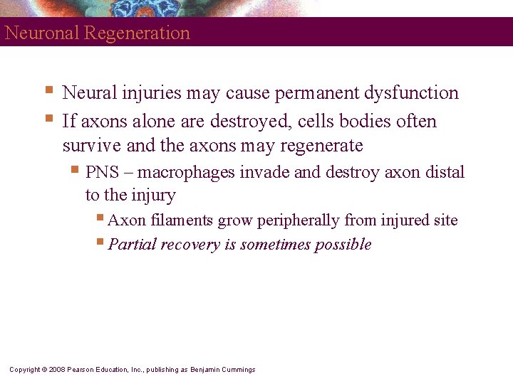 Neuronal Regeneration § § Neural injuries may cause permanent dysfunction If axons alone are
