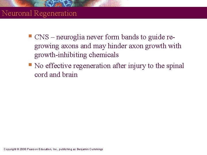 Neuronal Regeneration § CNS – neuroglia never form bands to guide regrowing axons and