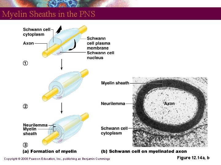 Myelin Sheaths in the PNS Copyright © 2008 Pearson Education, Inc. , publishing as