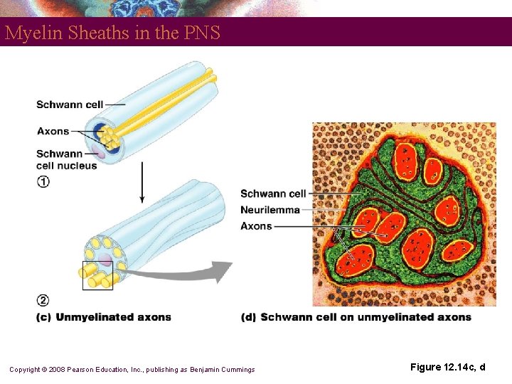 Myelin Sheaths in the PNS Copyright © 2008 Pearson Education, Inc. , publishing as