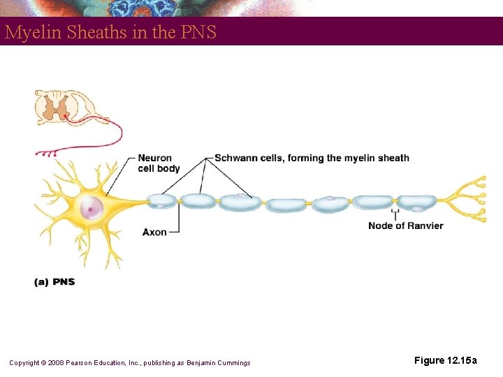 Myelin Sheaths in the PNS Copyright © 2008 Pearson Education, Inc. , publishing as