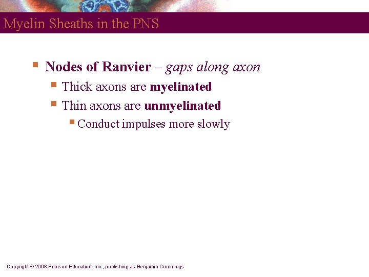 Myelin Sheaths in the PNS § Nodes of Ranvier – gaps along axon §
