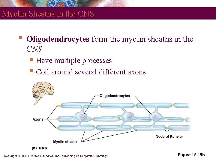 Myelin Sheaths in the CNS § Oligodendrocytes form the myelin sheaths in the CNS