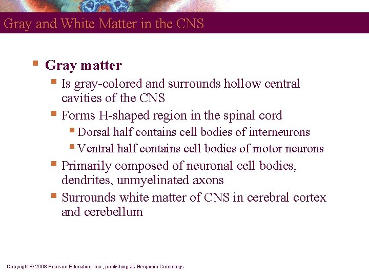 Gray and White Matter in the CNS § Gray matter § Is gray-colored and