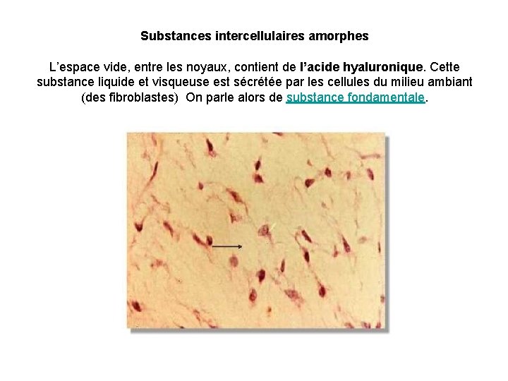 Substances intercellulaires amorphes L’espace vide, entre les noyaux, contient de l’acide hyaluronique. Cette substance