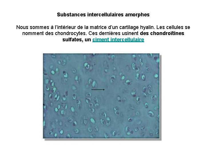 Substances intercellulaires amorphes Nous sommes à l’intérieur de la matrice d’un cartilage hyalin. Les