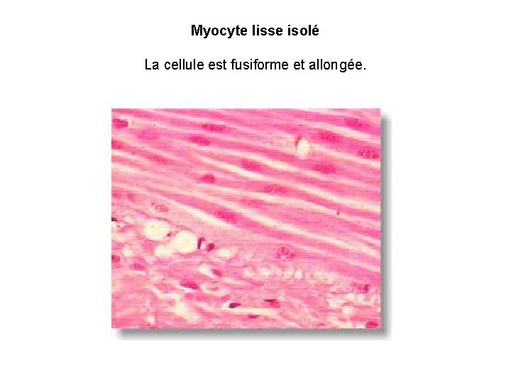 Myocyte lisse isolé La cellule est fusiforme et allongée. 