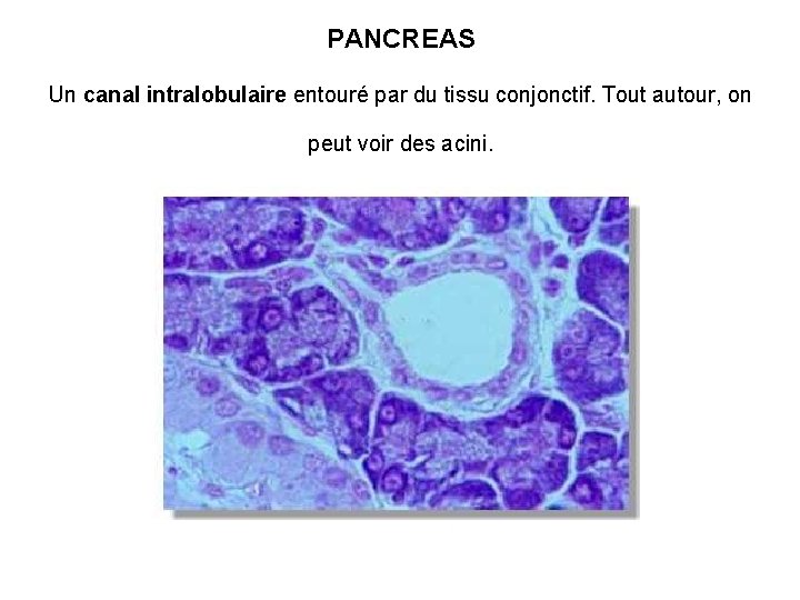 PANCREAS Un canal intralobulaire entouré par du tissu conjonctif. Tout autour, on peut voir