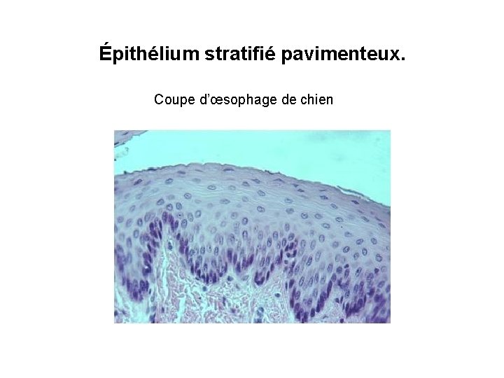 Épithélium stratifié pavimenteux. Coupe d’œsophage de chien 