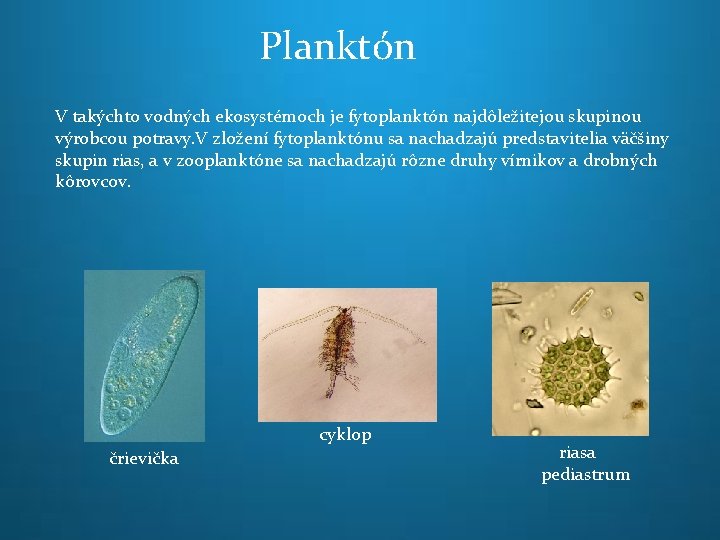Planktón V takýchto vodných ekosystémoch je fytoplanktón najdôležitejou skupinou výrobcou potravy. V zložení fytoplanktónu