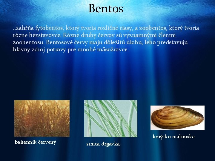 Bentos. . zahŕňa fytobentos, ktorý tvoria rozličné riasy, a zoobentos, ktorý tvoria rôzne bezstavovce.